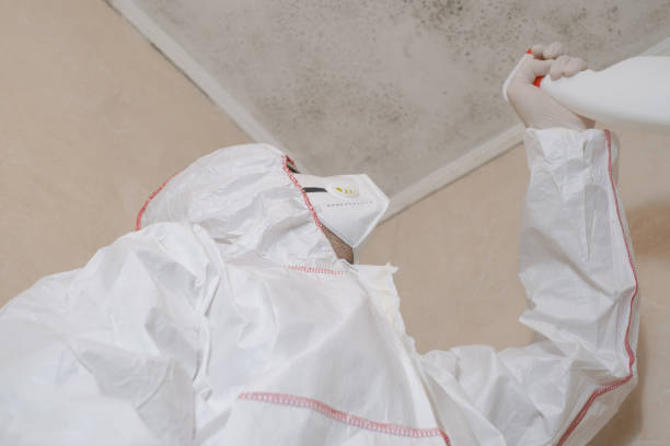 Best Mold Damage Repair  in North Lauderdale, FL
