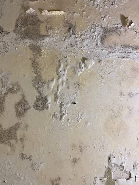 Best Commercial Mold Removal  in North Lauderdale, FL